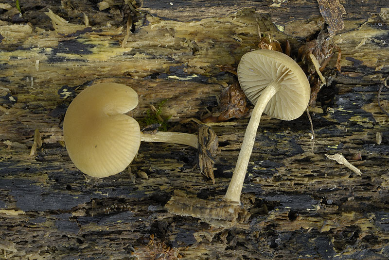 Simocybe centunculus